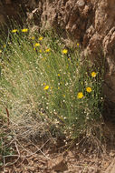 Imagem de Xanthisma spinulosum var. gooddingii (A. Nels.) D. R. Morgan & R. L. Hartman