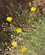 Imagem de Xanthisma spinulosum var. gooddingii (A. Nels.) D. R. Morgan & R. L. Hartman