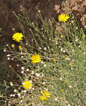 Image of Goodding's tansyaster