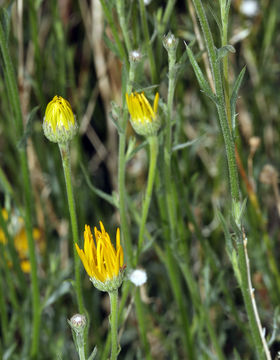 Image of Goodding's tansyaster