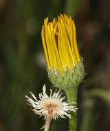 Imagem de Xanthisma spinulosum var. gooddingii (A. Nels.) D. R. Morgan & R. L. Hartman