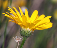 Imagem de Xanthisma spinulosum var. gooddingii (A. Nels.) D. R. Morgan & R. L. Hartman