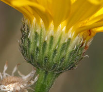 Imagem de Xanthisma spinulosum var. gooddingii (A. Nels.) D. R. Morgan & R. L. Hartman