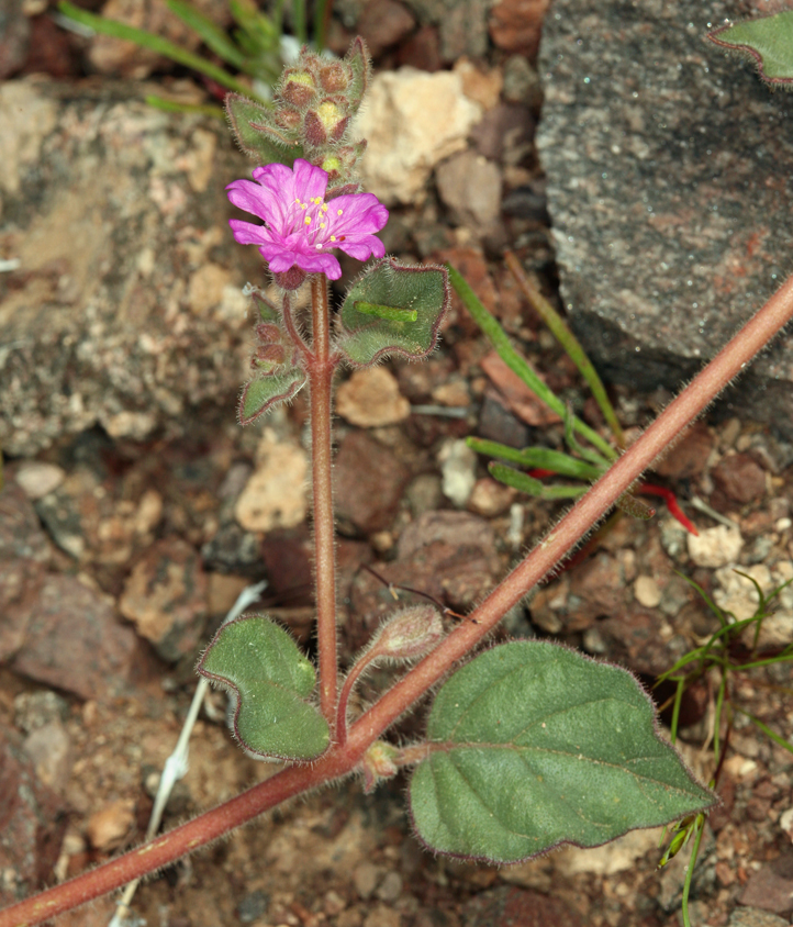 Слика од Allionia incarnata L.