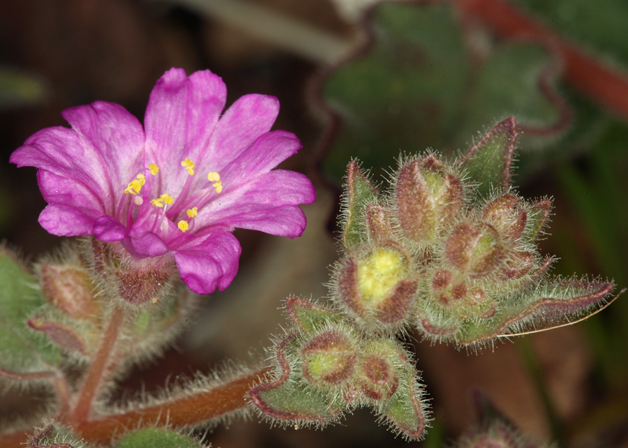 Слика од Allionia incarnata L.