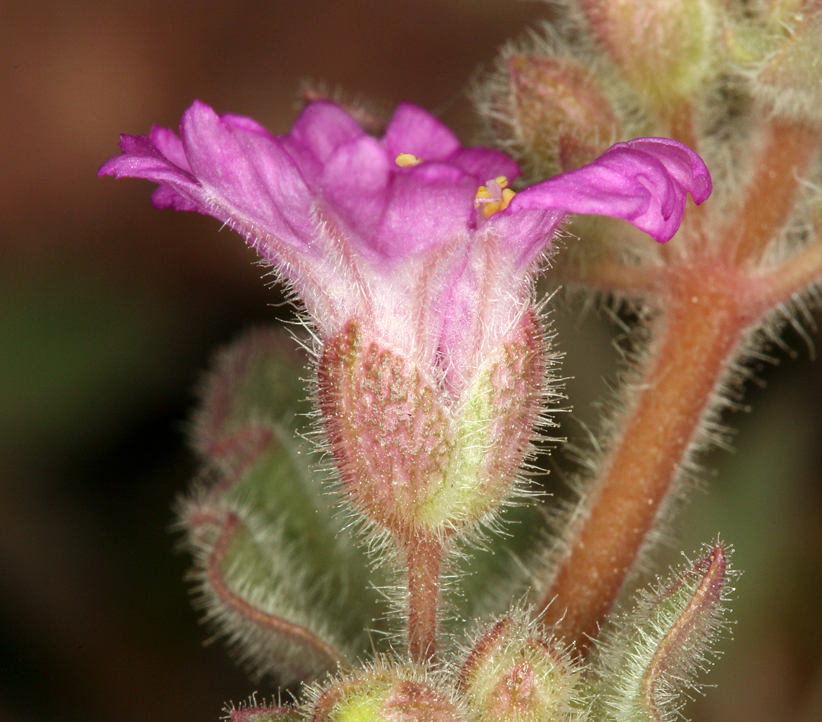 Слика од Allionia incarnata L.