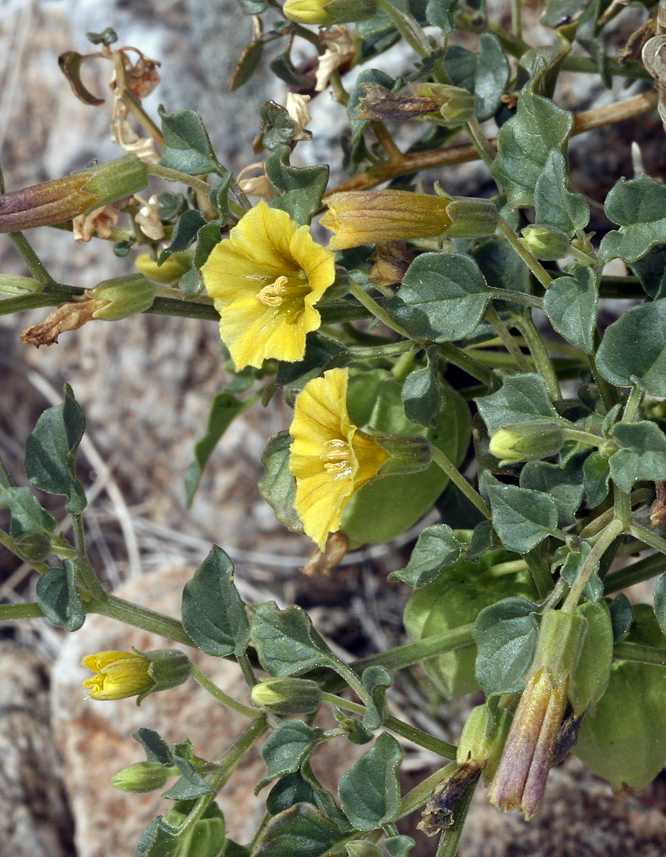 Image of yellow nightshade groundcherry