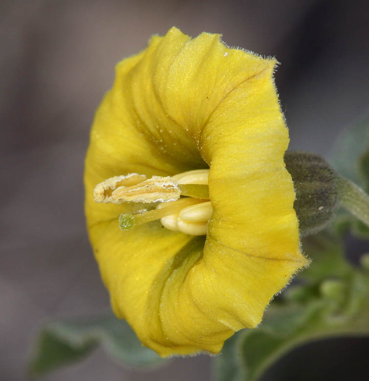 Image of yellow nightshade groundcherry