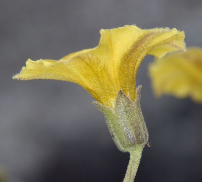 Image of yellow nightshade groundcherry