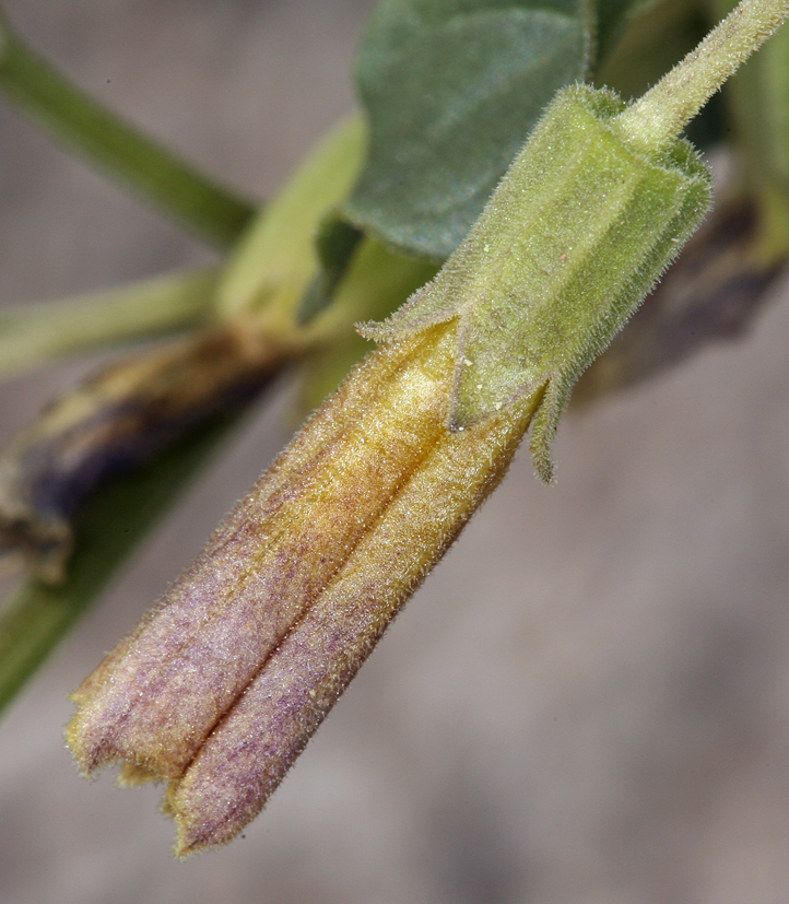 Image of yellow nightshade groundcherry