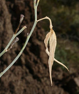 Asclepias albicans S. Wats. resmi