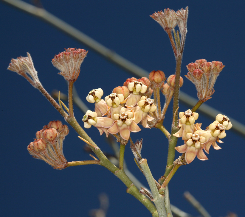 Asclepias albicans S. Wats. resmi