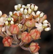 Image of whitestem milkweed