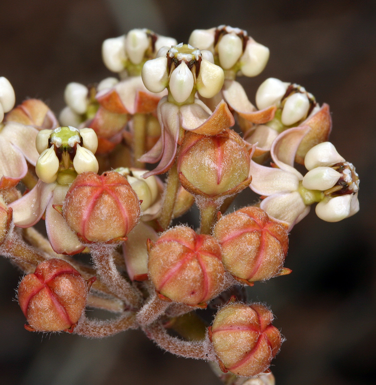 Image of whitestem milkweed