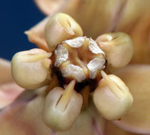 Image of whitestem milkweed