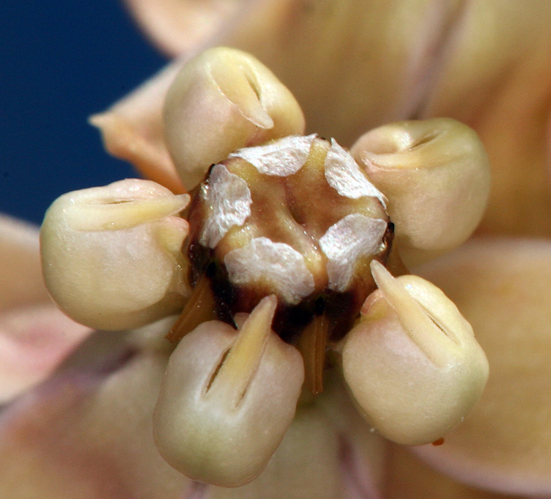 Asclepias albicans S. Wats. resmi