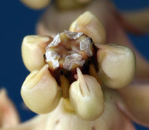 Asclepias albicans S. Wats. resmi