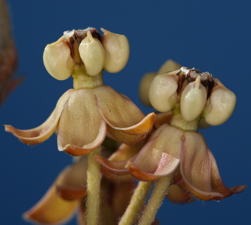 Asclepias albicans S. Wats. resmi