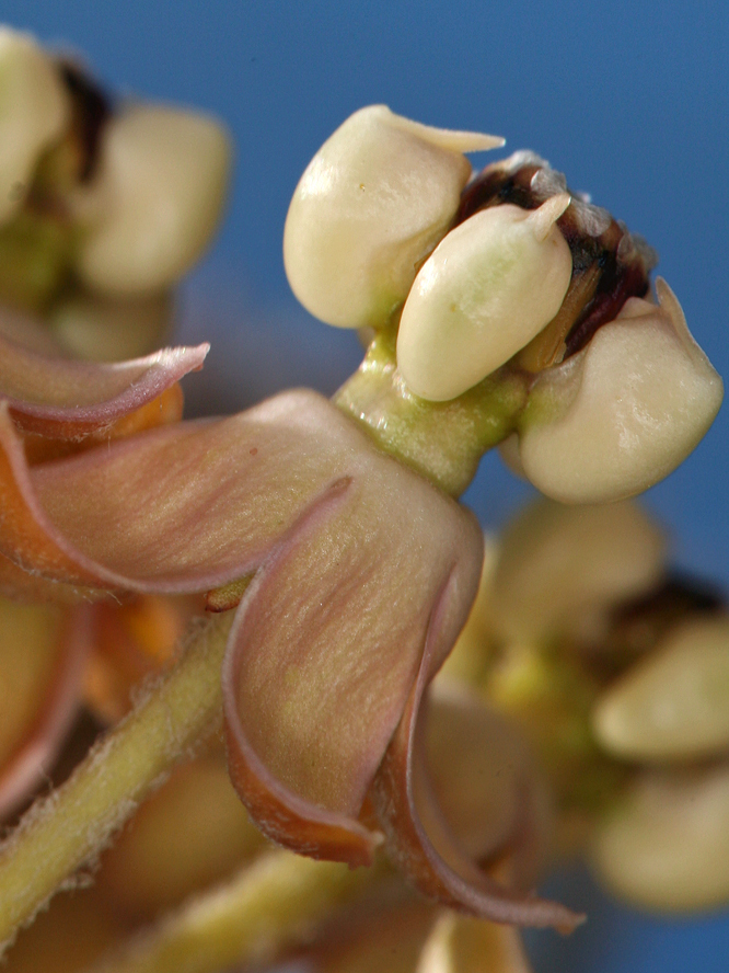 Asclepias albicans S. Wats. resmi