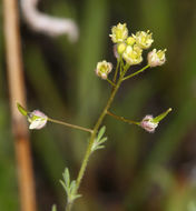 Plancia ëd Descurainia pinnata subsp. glabra (Wooton & Standl.) Detling