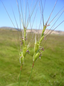 Image of barbed goatgrass