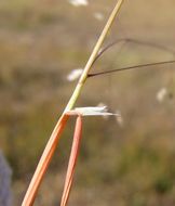 Image of silver hairgrass