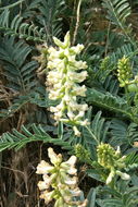 صورة Astragalus pomonensis M. E. Jones