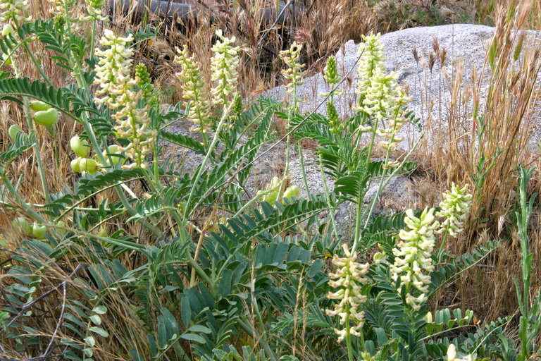 صورة Astragalus pomonensis M. E. Jones