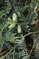 صورة Astragalus pomonensis M. E. Jones