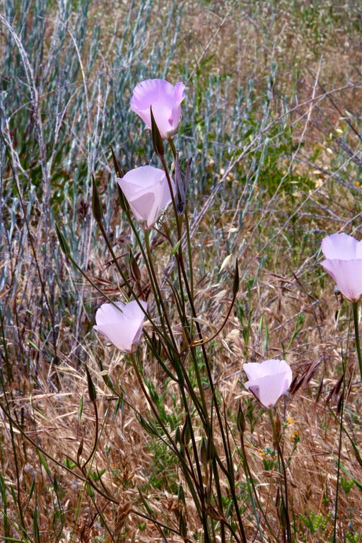 Image of splendid mariposa lily