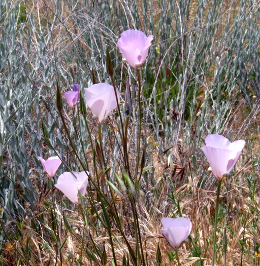 Image of splendid mariposa lily