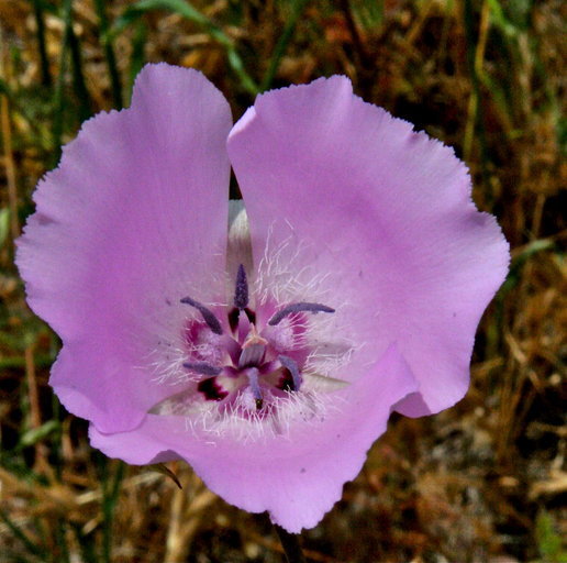 Image of splendid mariposa lily