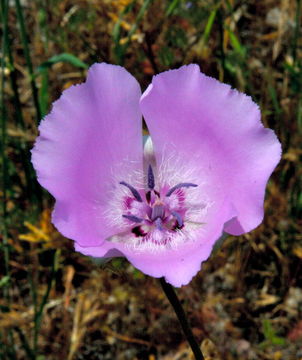 Calochortus splendens Douglas ex Benth. resmi