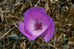 Image of splendid mariposa lily