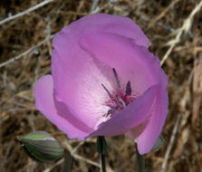 Image de Calochortus splendens Douglas ex Benth.