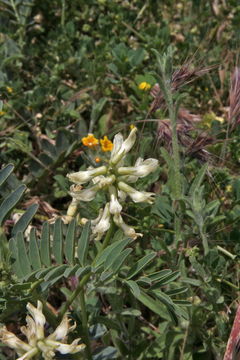 Image of Pomona milkvetch