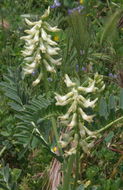 Sivun Astragalus pomonensis M. E. Jones kuva