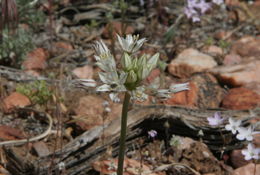 Image of pitted onion