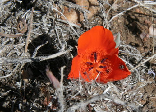 Imagem de Calochortus kennedyi Porter