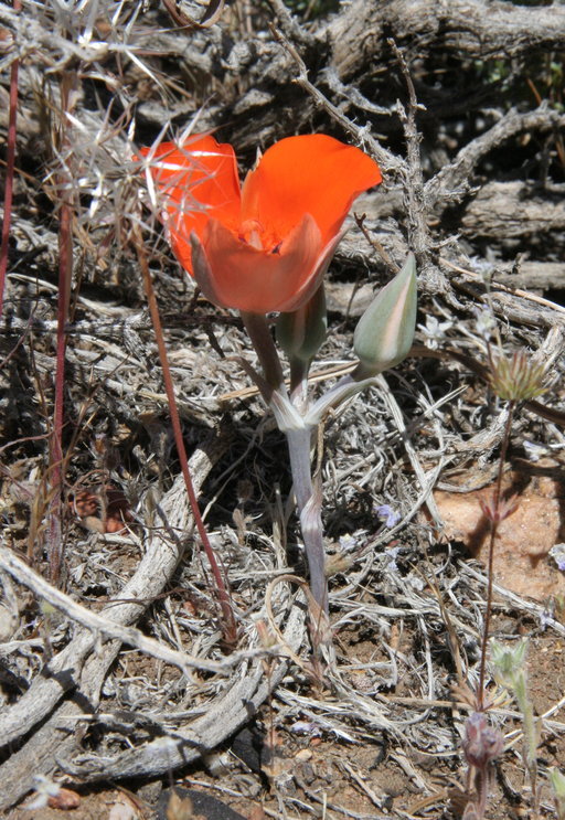 Imagem de Calochortus kennedyi Porter