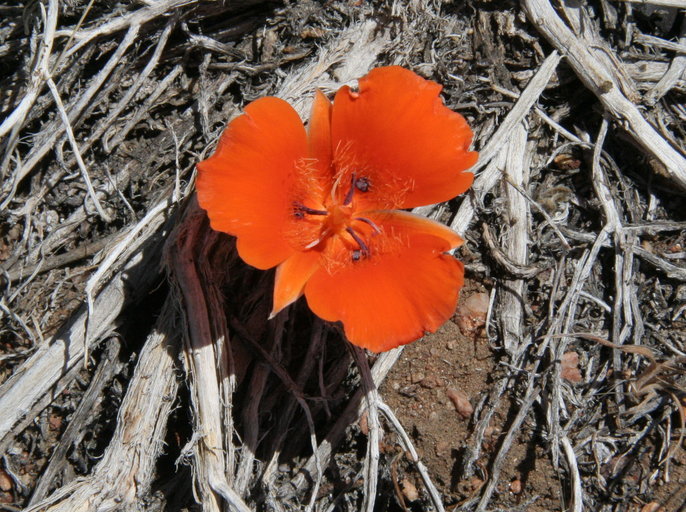 Imagem de Calochortus kennedyi Porter