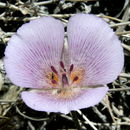 Imagem de Calochortus striatus Parish