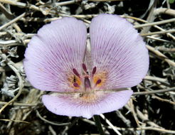 Image of alkali mariposa lily