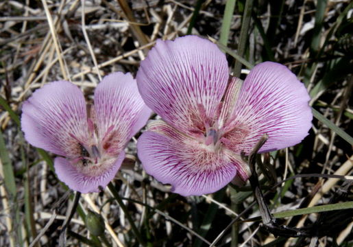 Calochortus striatus Parish resmi