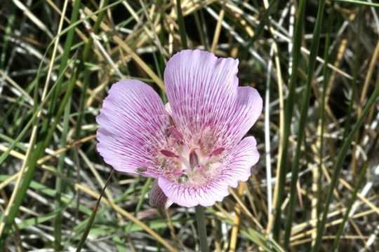 Calochortus striatus Parish resmi