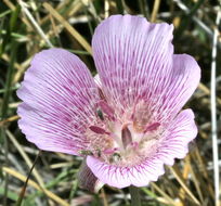 Image of alkali mariposa lily