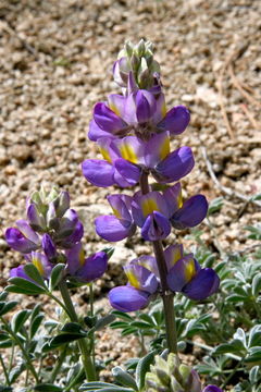 Imagem de Lupinus excubitus M. E. Jones