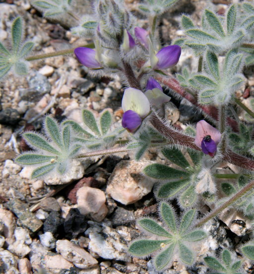 Image of Brewer's Lupine