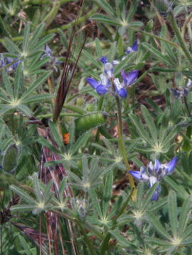 Image de Lupinus bicolor Lindl.