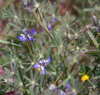 Image de Lupinus bicolor Lindl.